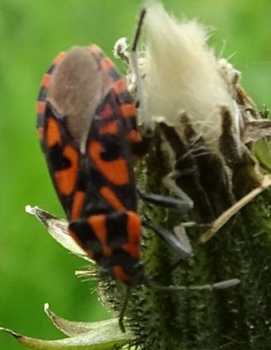 Réf. 206 769 : Spilostethus saxatilis